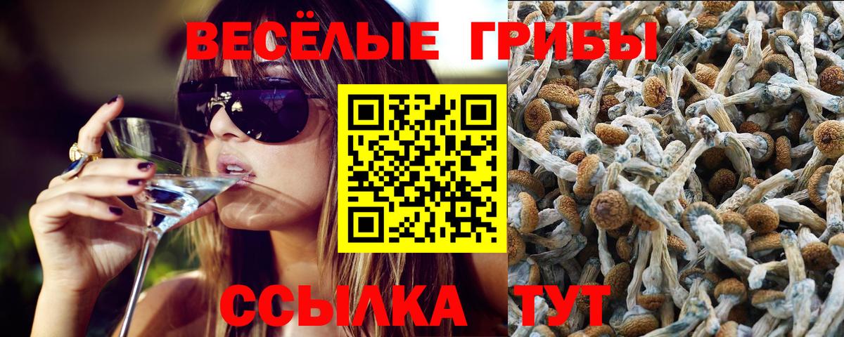 Псилоцибиновые грибы Psilocybine cubensis Конаково